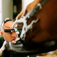Equine Dental Service Provider
