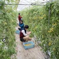Fruit and Vegetable Picker
