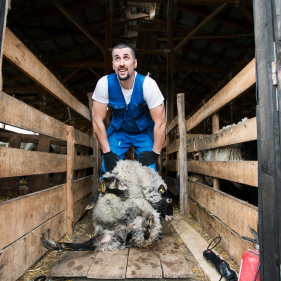 image for Shearing Shed Hand