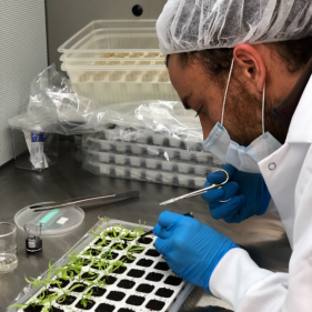 image for Tissue Culture Technician