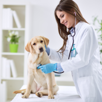 Veterinarian