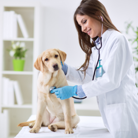 image for Veterinarian